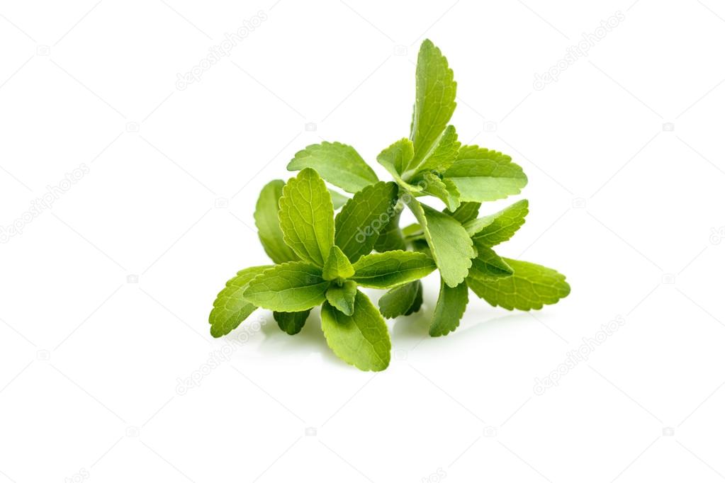 Stevia or Sweet Herb