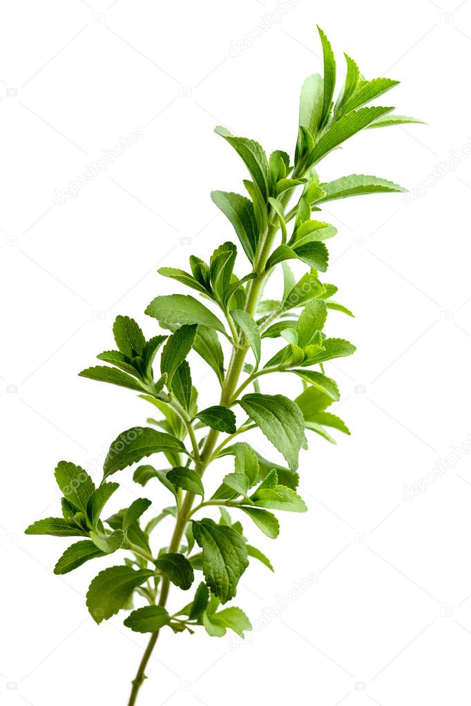 Stevia plant, sweetleaf or sugarleaf 