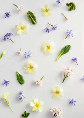 renkli bahar çiçekleri