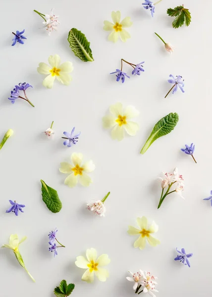 Bunte Frühlingsblumen — Stockfoto