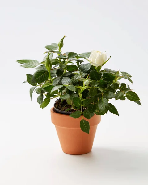 Planta de rosa em vaso miniatura — Fotografia de Stock