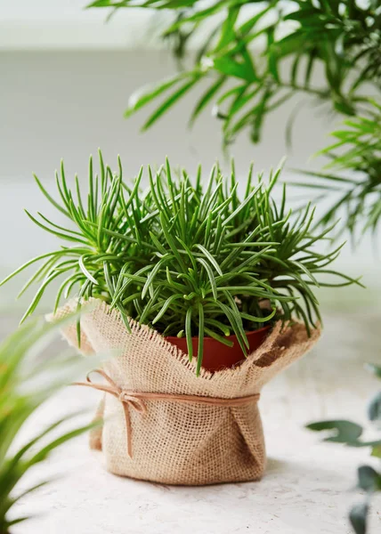 Potted Senecio plant — Stock Photo, Image