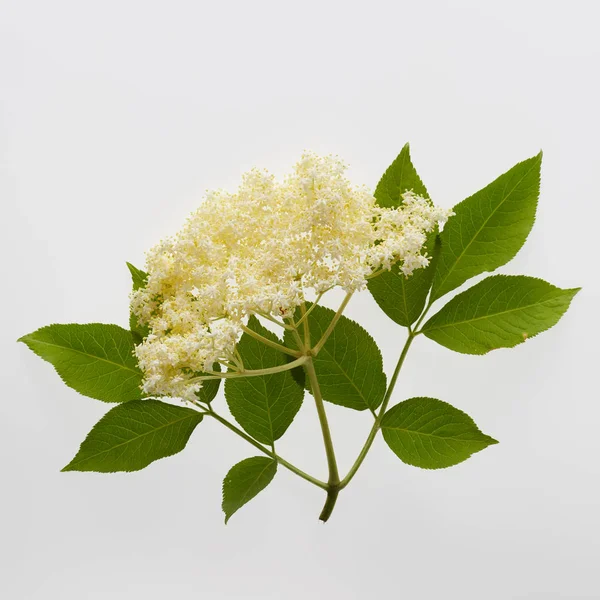 그린에 아름 다운 Elderflower — 스톡 사진