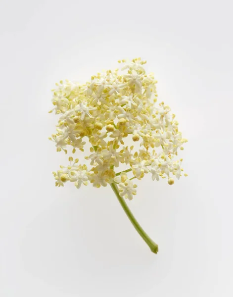 緑の美しいニワトコの花 — ストック写真