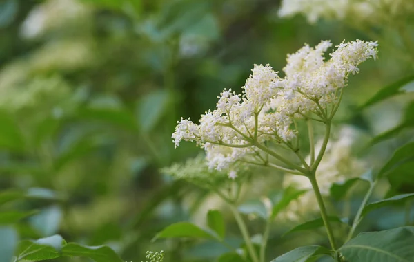 Vita fläderblommor på grön — Stockfoto