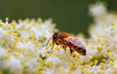 Honeybee collecting pollen clipart