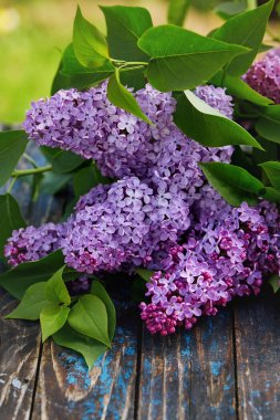 Mor Eflatun çiçekler 