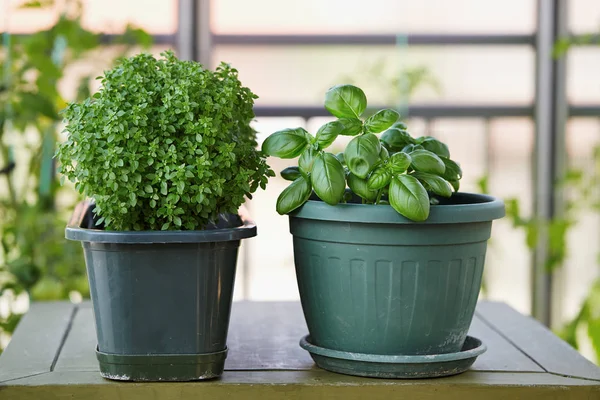 Plante herbacée de basilic poussant en pot — Photo