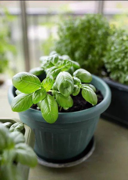 Basil herb plant growing in a pot — Stock Photo, Image