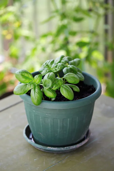 Βασίλειος plant βότανο αυξάνεται σε μια κατσαρόλα — Φωτογραφία Αρχείου