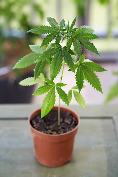 Marijuana plant growing in a pot — Stock Photo, Image