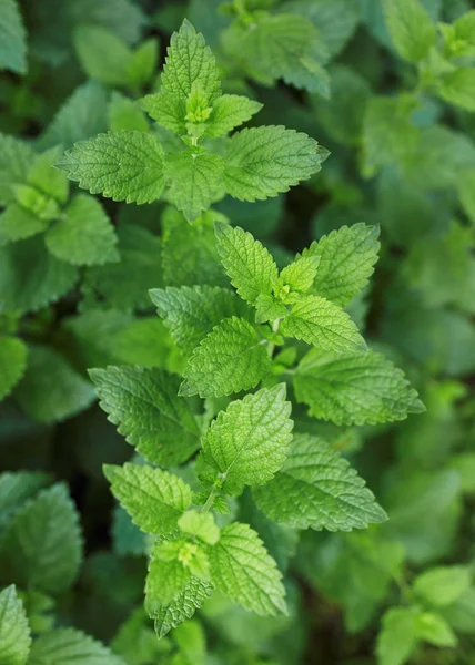 Bálsamo de limón creciendo en el jardín . — Foto de Stock