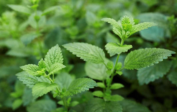 Citronmeliss som växer i trädgården. — Stockfoto