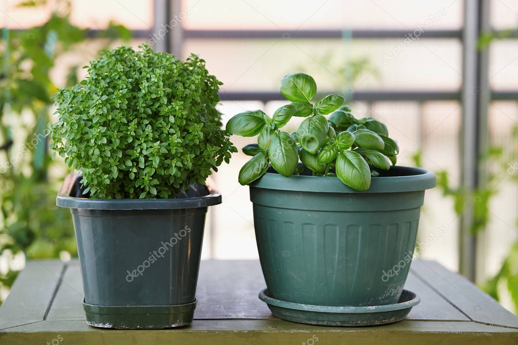 Basil herb plant growing in a pot