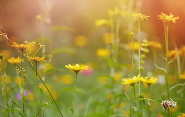 Zomerweide met gele bloemen — Stockfoto