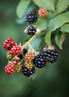 Kırmızı ve siyah yabani böğürtlen