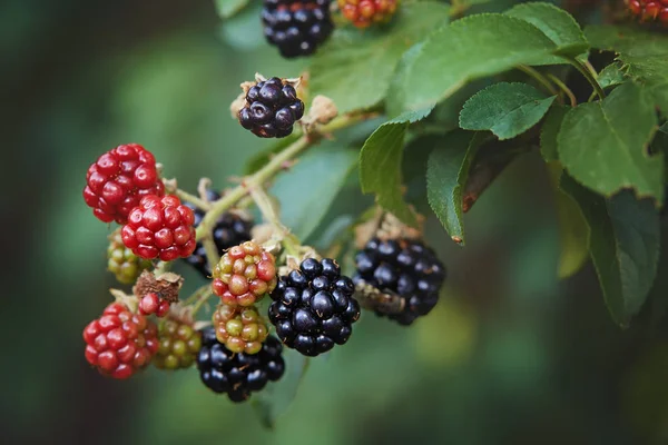 Red and black wild blackberries — Stock Photo, Image
