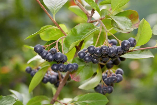 Aronia niebieski jagody — Zdjęcie stockowe