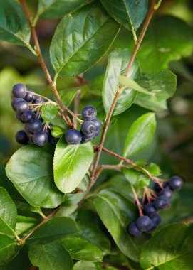 Aronia çilek bahçesinde.