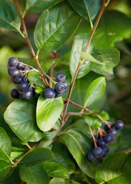 Aronia berries in garden. — Stock Photo, Image