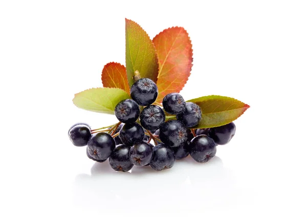 Aronia berries with leaves — Stock Photo, Image