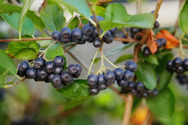 Aronia-Beeren im Garten. — Stockfoto