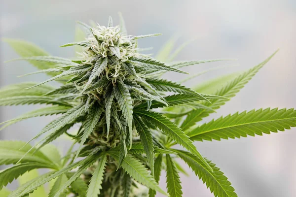 Kukinnan marihuana kasvi — kuvapankkivalokuva