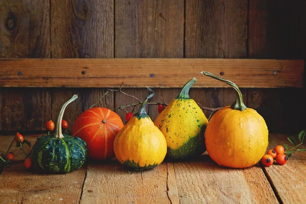 Various types of pumpkins — Stock Photo, Image