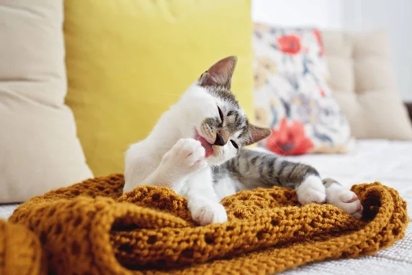 Söt bedårande kattunge — Stockfoto