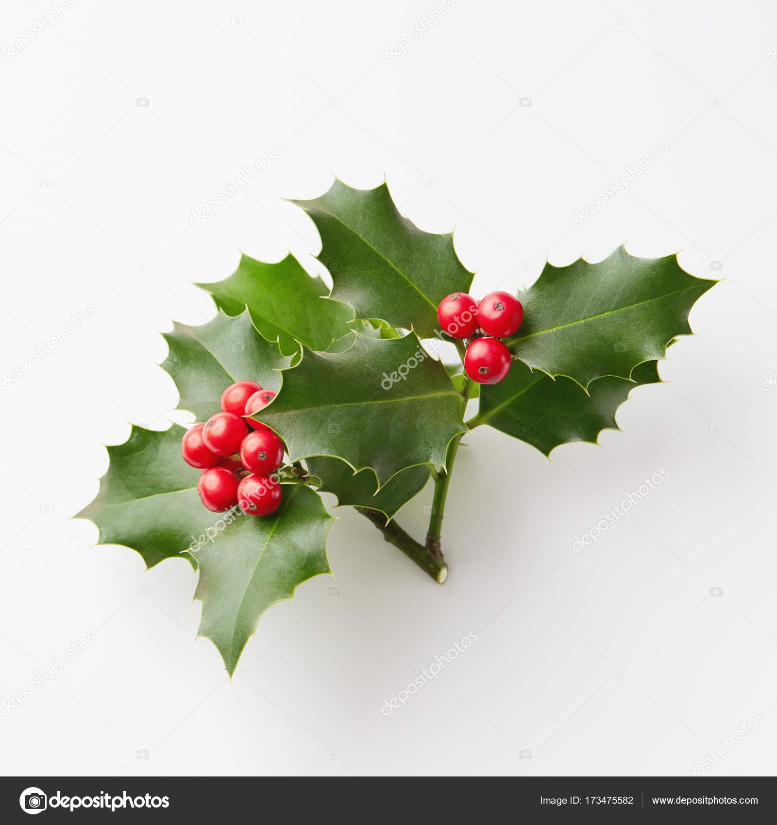 Acebo Navidad Acebo Navidad