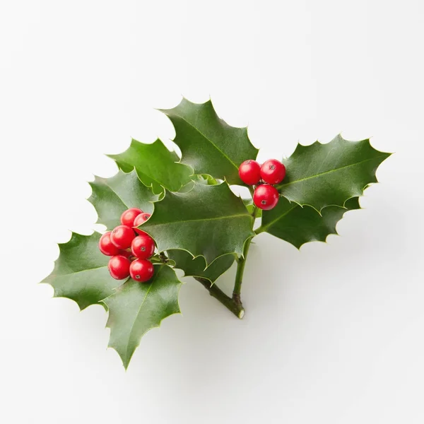 Holly vánoční bobule — Stock fotografie