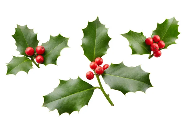Zestaw świąteczny Holly jagody — Zdjęcie stockowe