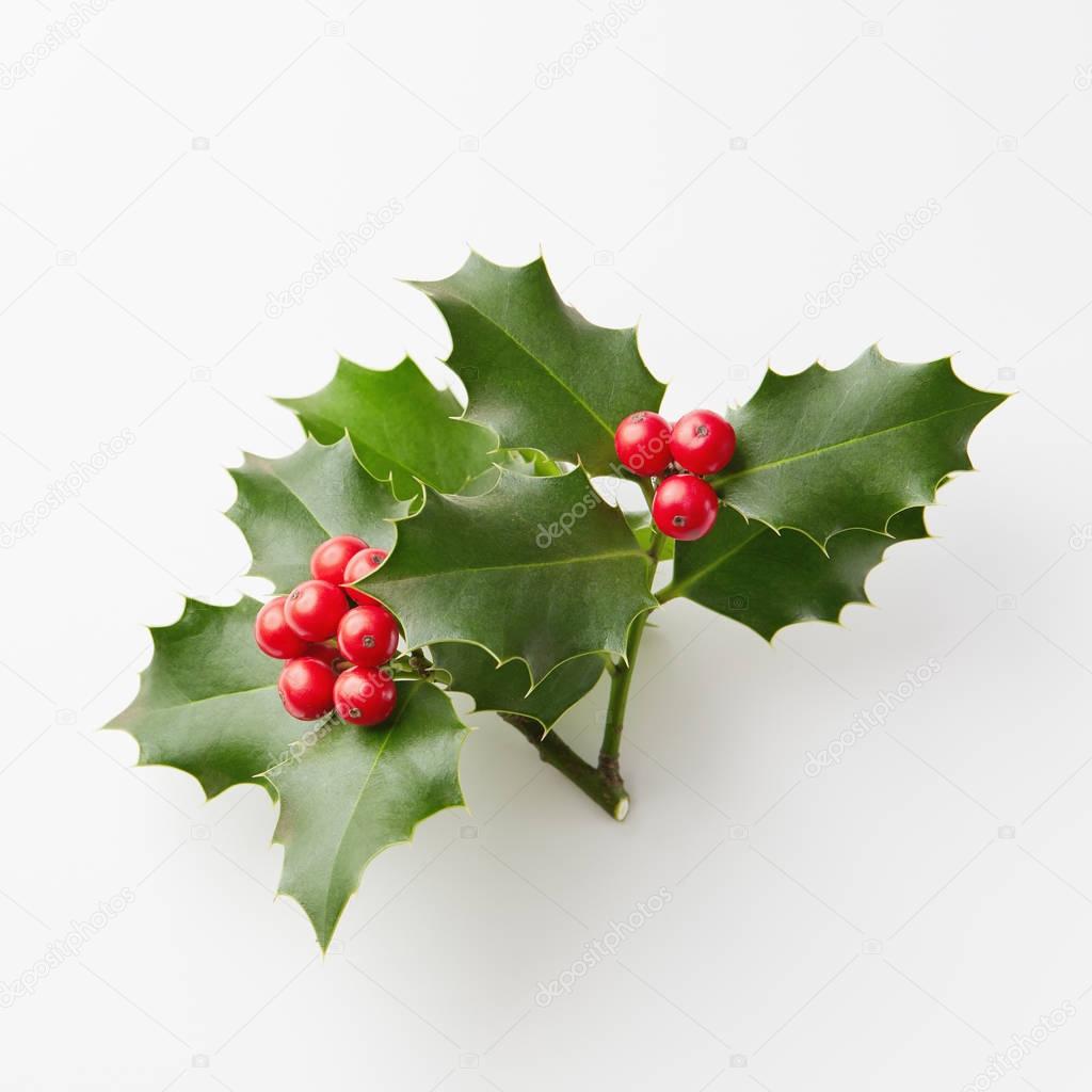 Christmas Holly berries 