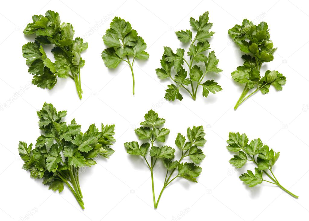 close-up photo of Bunch of freshly cut parsley