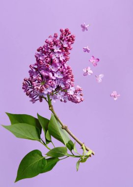 Mor zemin üzerine Eflatun çiçek çiçek