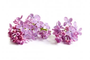 beyaz arkaplanda izole edilmiş mor leylak çiçekleri