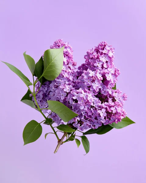 紫色の背景に薄紫色の花を開花 — ストック写真