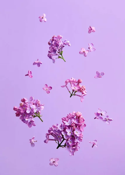 Бузкові Квіти Фіолетовому Фоні — стокове фото