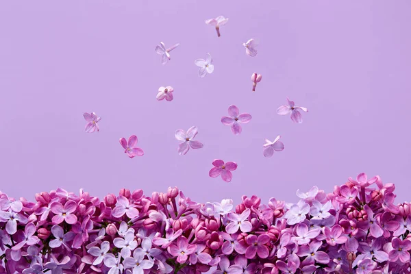 Цвіт Бузку Фіолетовому Фоні Пробілом Копіювання — стокове фото