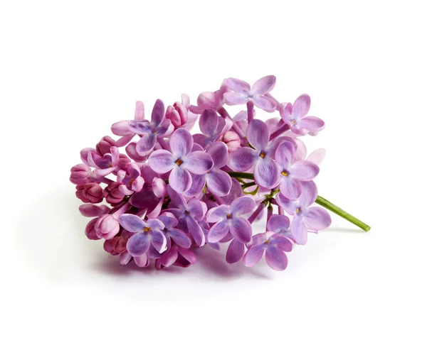 Purple Lilac Flowers Isolated White Background — Stock Photo, Image