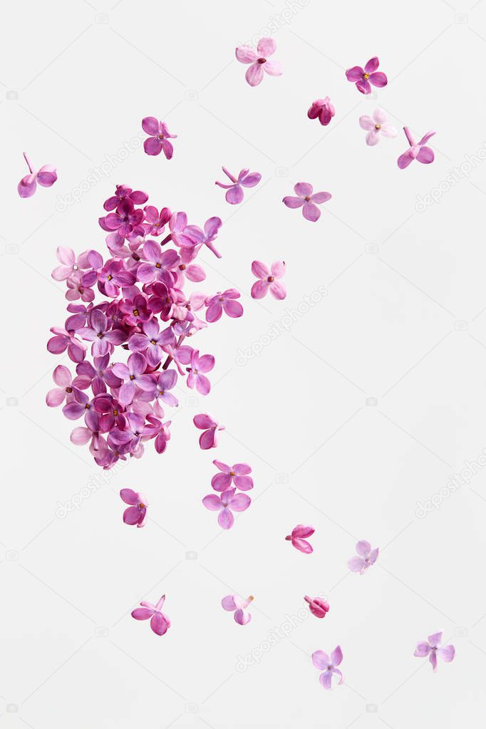Lilac blossoming flowers on white background.