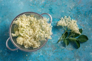 mavi zemin üzerine kevgir elderflower çiçek çiçekler 