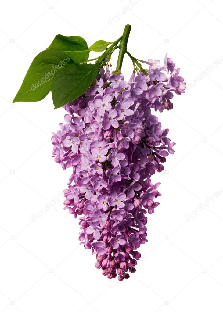 purple lilac flowers isolated on white background
