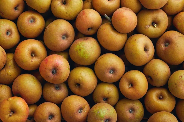 Manzanas Reineta Reliquia Una Manzana Aspecto Rústico Que Muy Auténtica — Foto de Stock