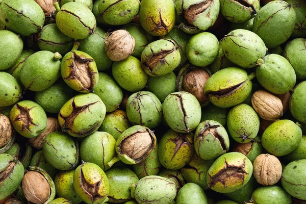 Fresh Harvest Organic Walnuts Green Shell — Stock Photo, Image