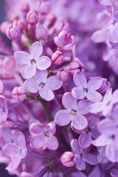 美しい紫色のライラックの花 一般的なライラックの閉鎖 Syringa Valgaris — ストック写真