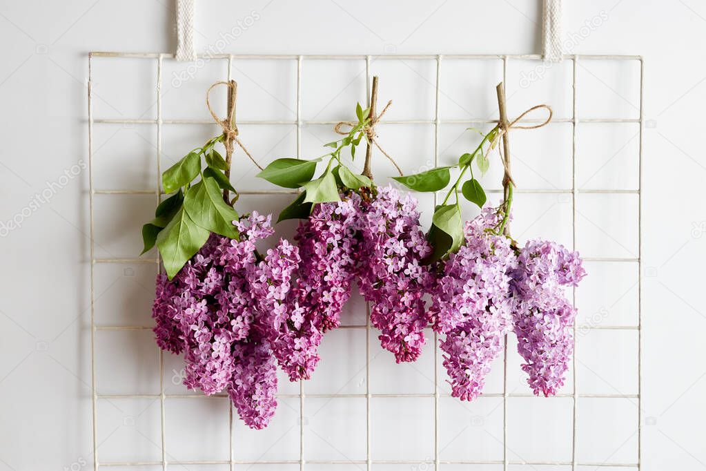 Spring purple lilac blooming branches hanging on the wall. Hanging bouquets upside down for drying flowers.