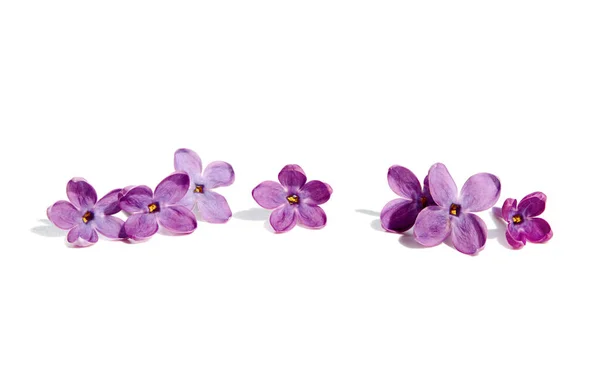 Fiori Primaverili Fiori Lilla Viola Petali Fiori Sfondo Bianco — Foto Stock