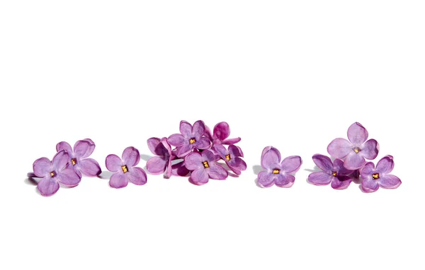 Spring Flowers Purple Lilac Flowers Blossom Petals White Background — Stock Photo, Image