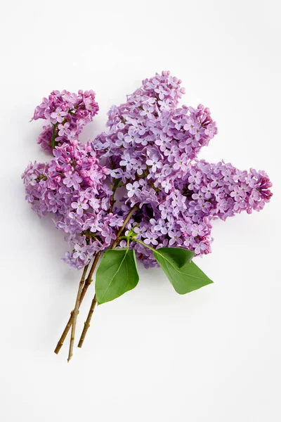 Vårblommor Lila Lilac Blommor Blomma Vit Bakgrund — Stockfoto